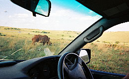 viewing a rhino